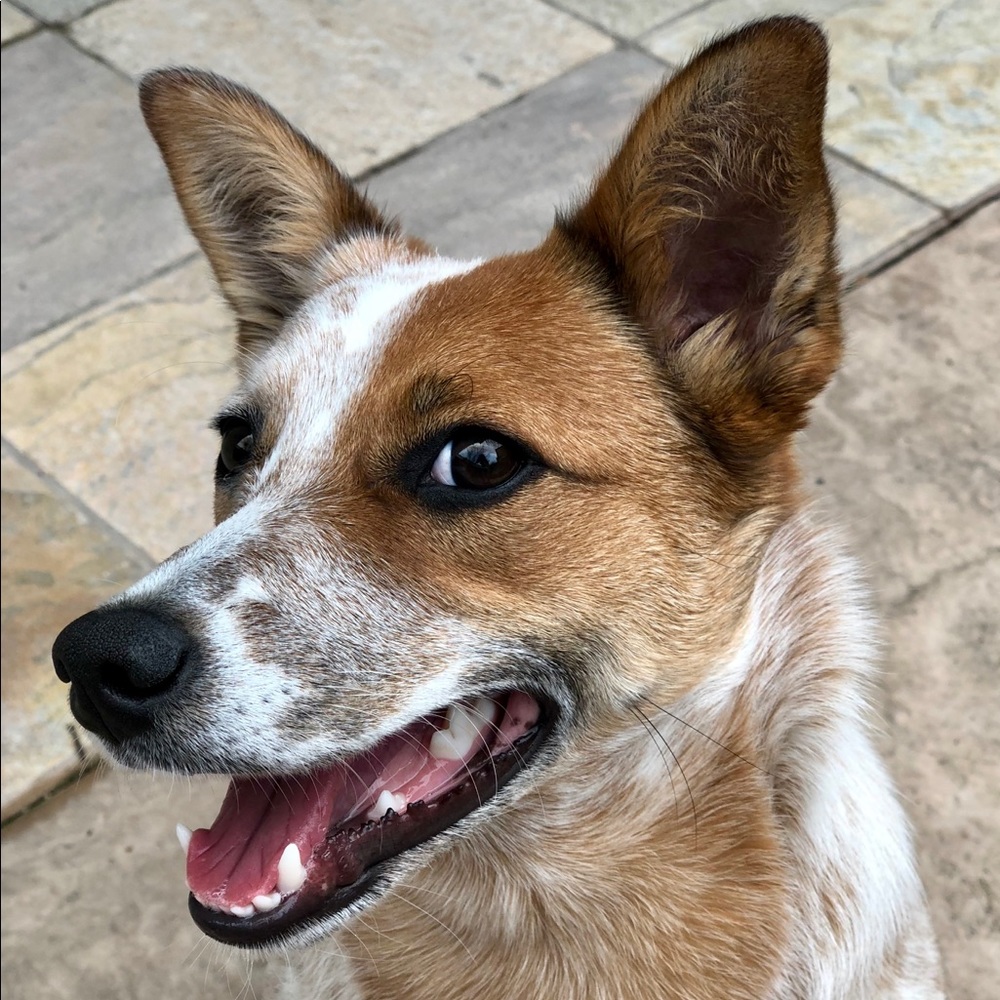 Meet your Posher, Shelley